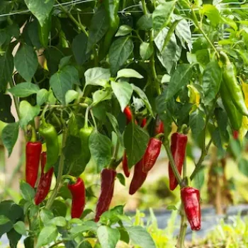 AdobeStock_186676683